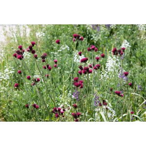 Foto der Bachkratzdistel im 9x9 cm Topf, purpurrote Blüten, grüne Blätter, im Gartenbeet.