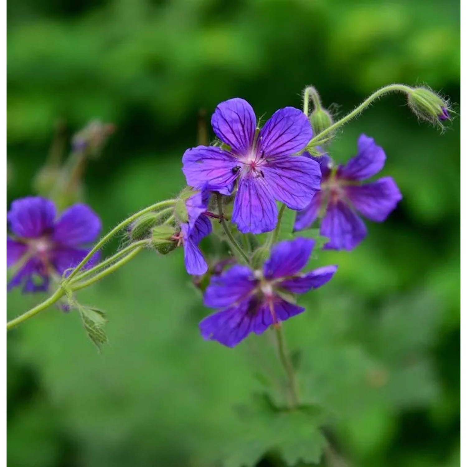 Großblütiger Storchschnabel - Geranium platyanthum