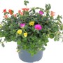 GROW by OBI Portulakröschen 'Nano Tricolor Trio' im Topf mit gelben, pinken und orangen Blüten.