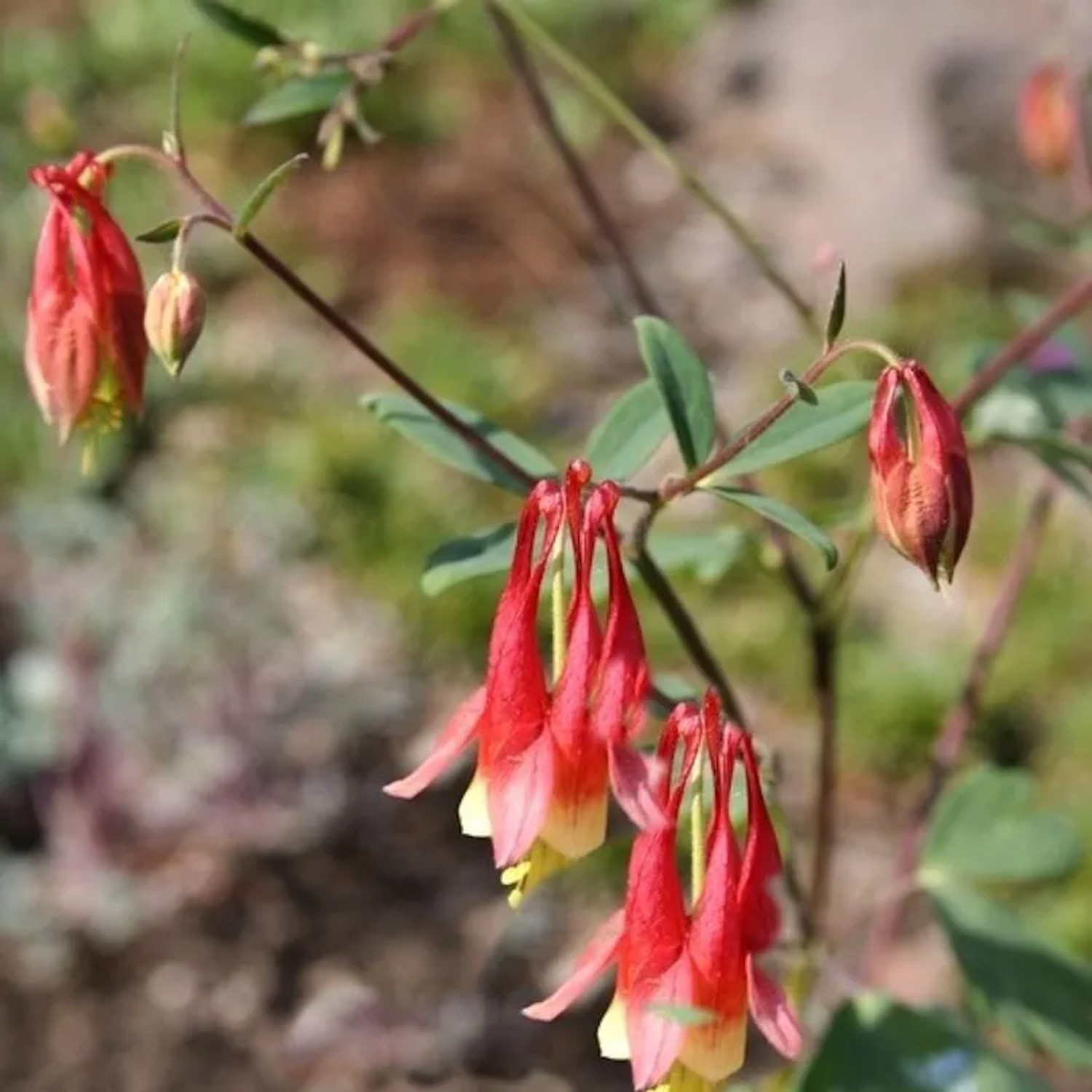 Fächer Akelei - Aquilegia canadensis
