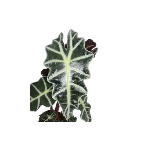 Exotisches Pfeilblatt (Alocasia sanderiana) mit markanten Blattadern, Zimmerpflanze.