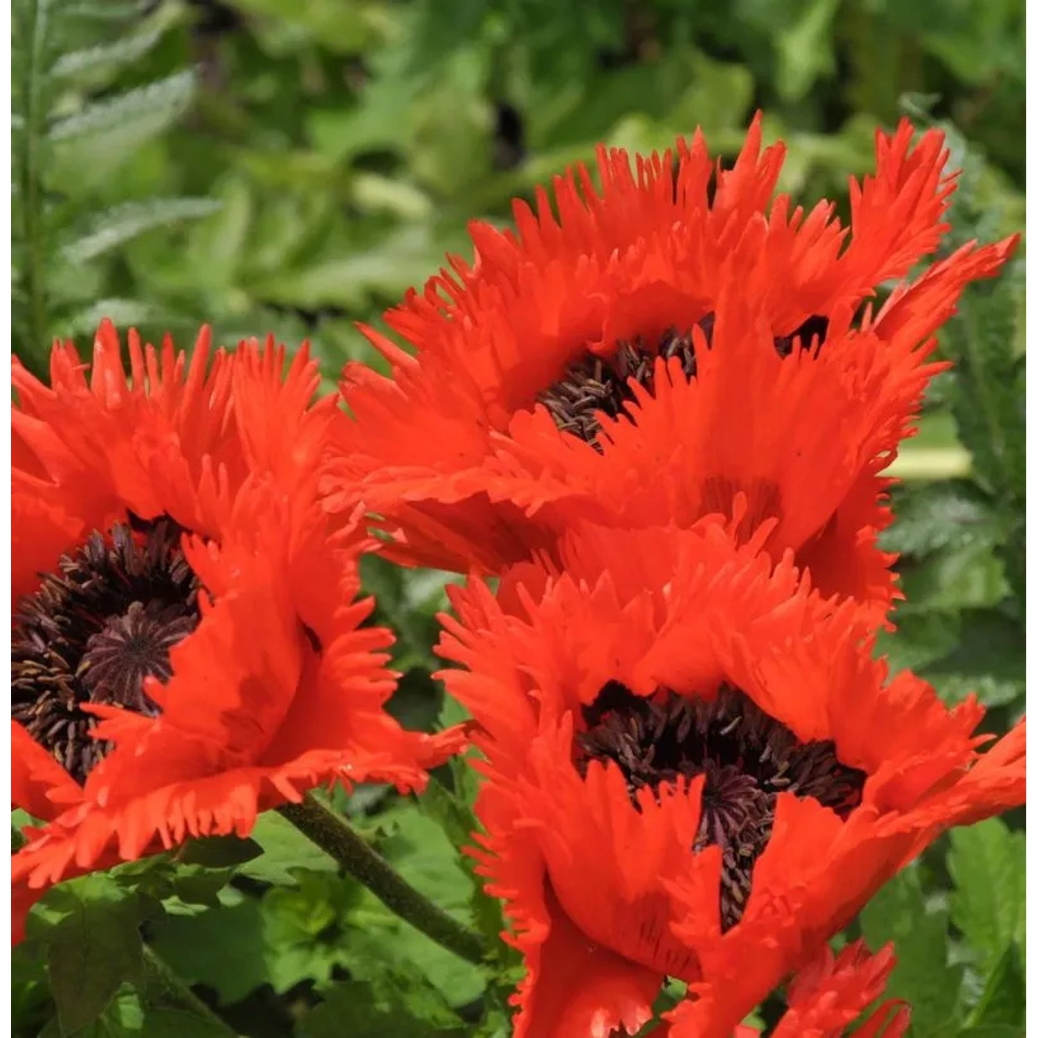 Türkischer Mohn Türkenlouis - Papaver orientale