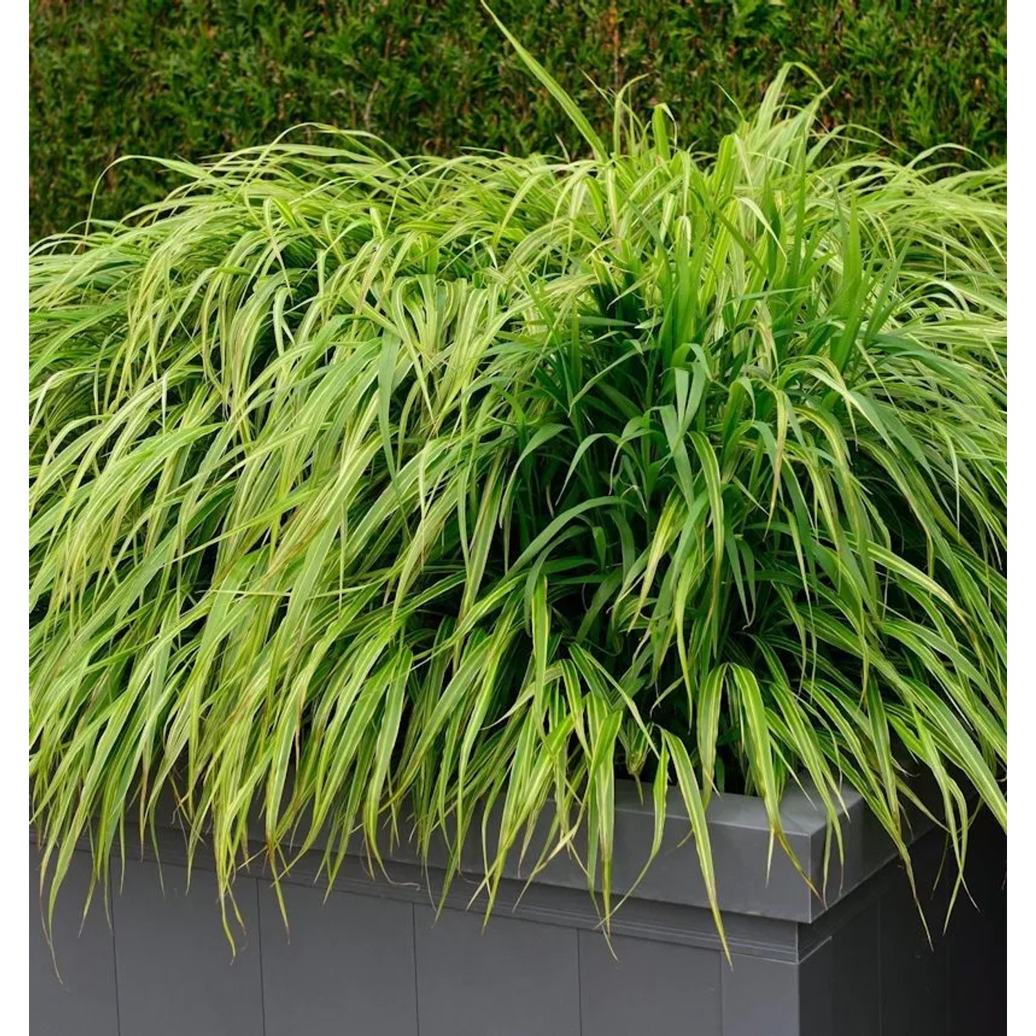 Japanisches Berggras Nicolas - Hakonechloa macra