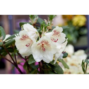 Nahaufnahme: Rhododendron Hybr. Viscy Inkarho mit weißen Blüten und roten Akzenten. Immergrüner Strauch.