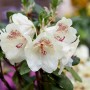 Nahaufnahme: Rhododendron Hybr. Viscy Inkarho mit weißen Blüten und roten Akzenten. Immergrüner Strauch.