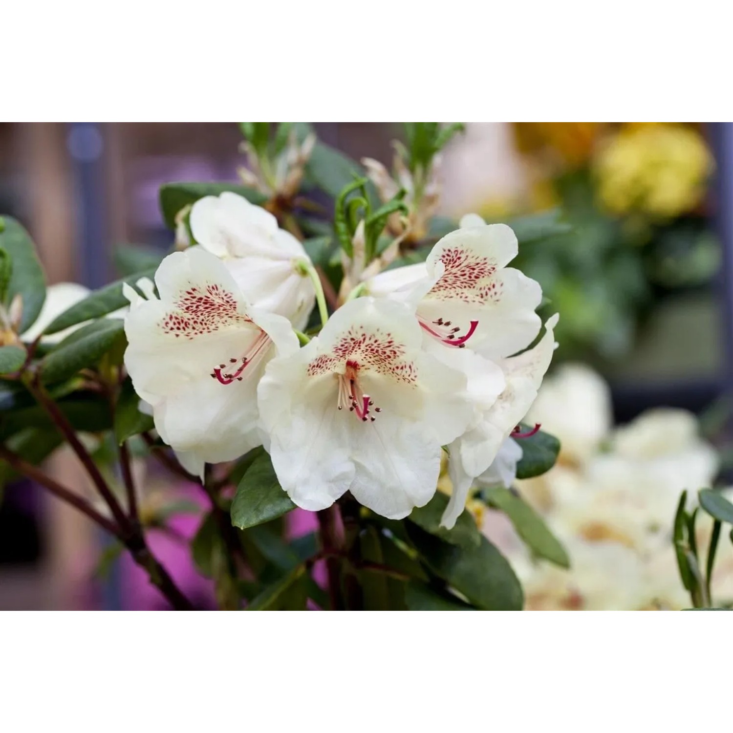 Nahaufnahme: Rhododendron Hybr. Viscy Inkarho mit weißen Blüten und roten Akzenten. Immergrüner Strauch.