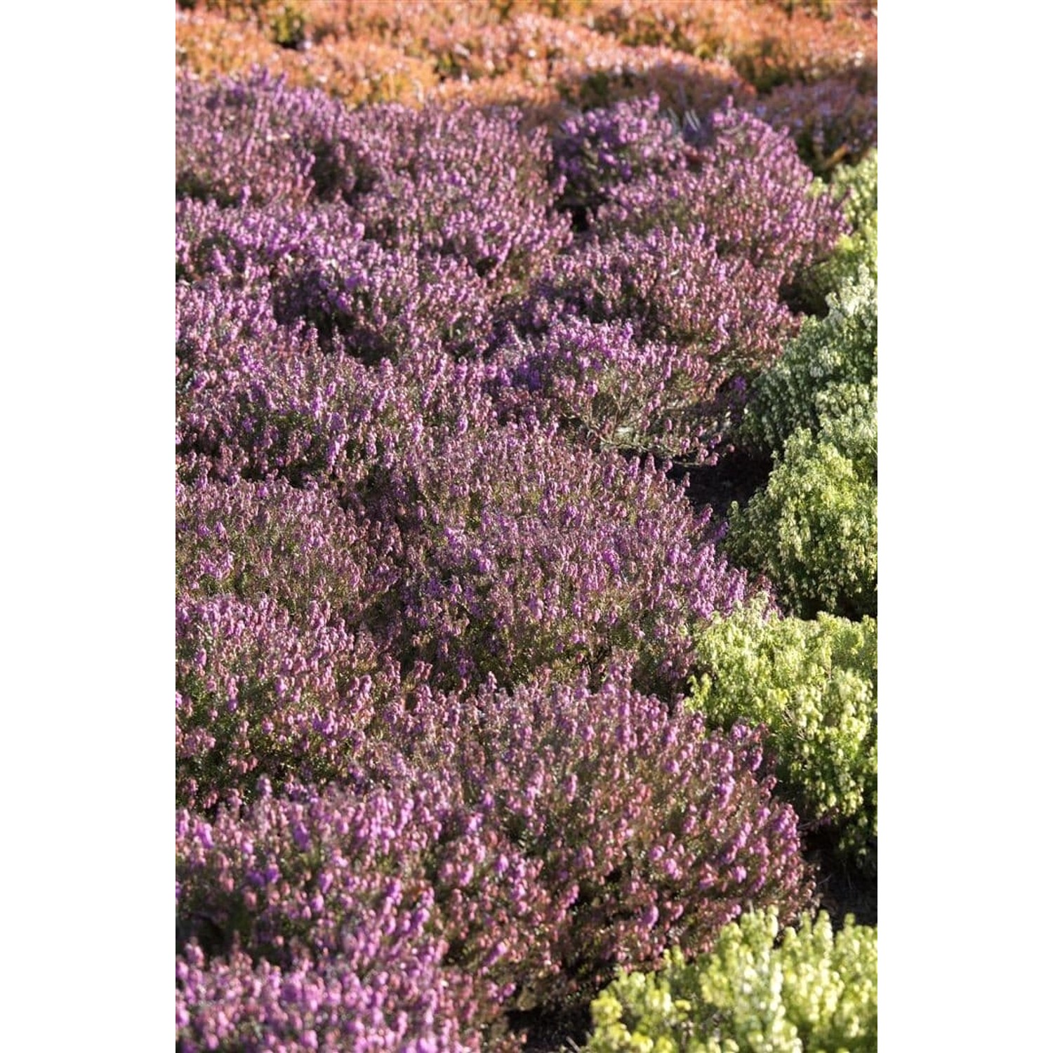 Erica Carnea Mojave Schneeheide 15-20 cm günstig online kaufen