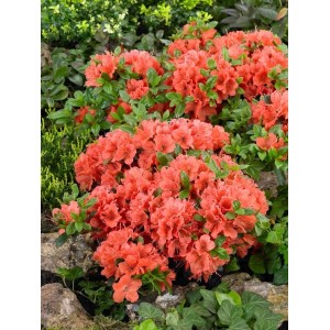 Buschiger Rhododendron Obt. Geisha Orange mit leuchtenden, orangefarbenen Blüten im Garten.