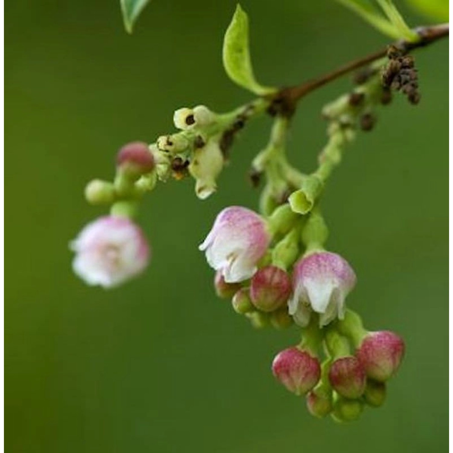 Knallerbsenstrauch 100-125cm - Symphoricarpos albus günstig online kaufen