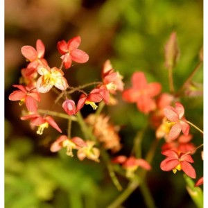 Nahaufnahme der Elfenblume Kupfer (Epimedium warleyense) mit zarten, kupferfarbenen Blüten.