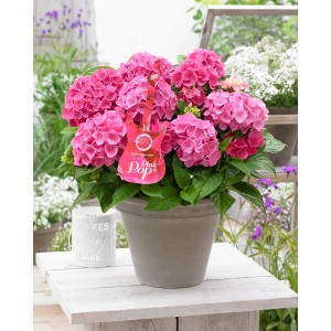 Hortensie Pink Pop im Topf mit leuchtend rosa Blüten auf einem Tisch im Garten.
