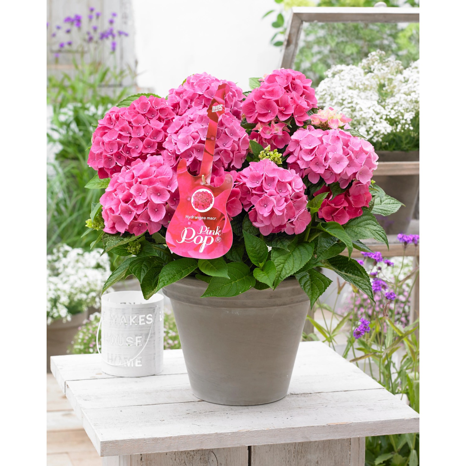 GROW by OBI Hortensie "Pink Pop" Höhe ca. 25-30 cm Topf ca. 3,5 l Hydrangea