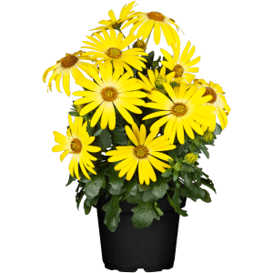 Gelbes Kapkörbchen Margerita (Osteospermum ecklonis) im Topf, eine farbenfrohe Stehpflanze.
