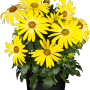 Gelbes Kapkörbchen Margerita (Osteospermum ecklonis) im Topf, eine farbenfrohe Stehpflanze.