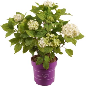 Ballhortensie "FlowerWow" First Editions Höhe ca. 30 cm Topf ca. 2,8 l