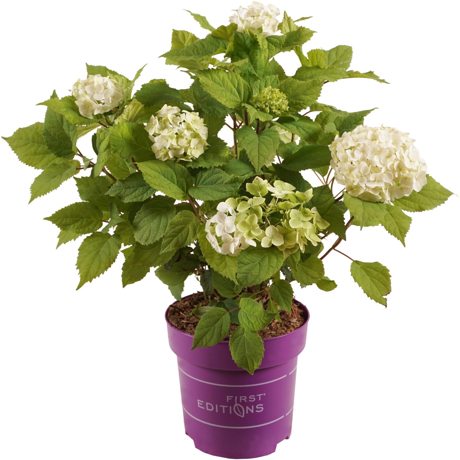 Ballhortensie "FlowerWow" First Editions Höhe ca. 30 cm Topf ca. 2,8 l