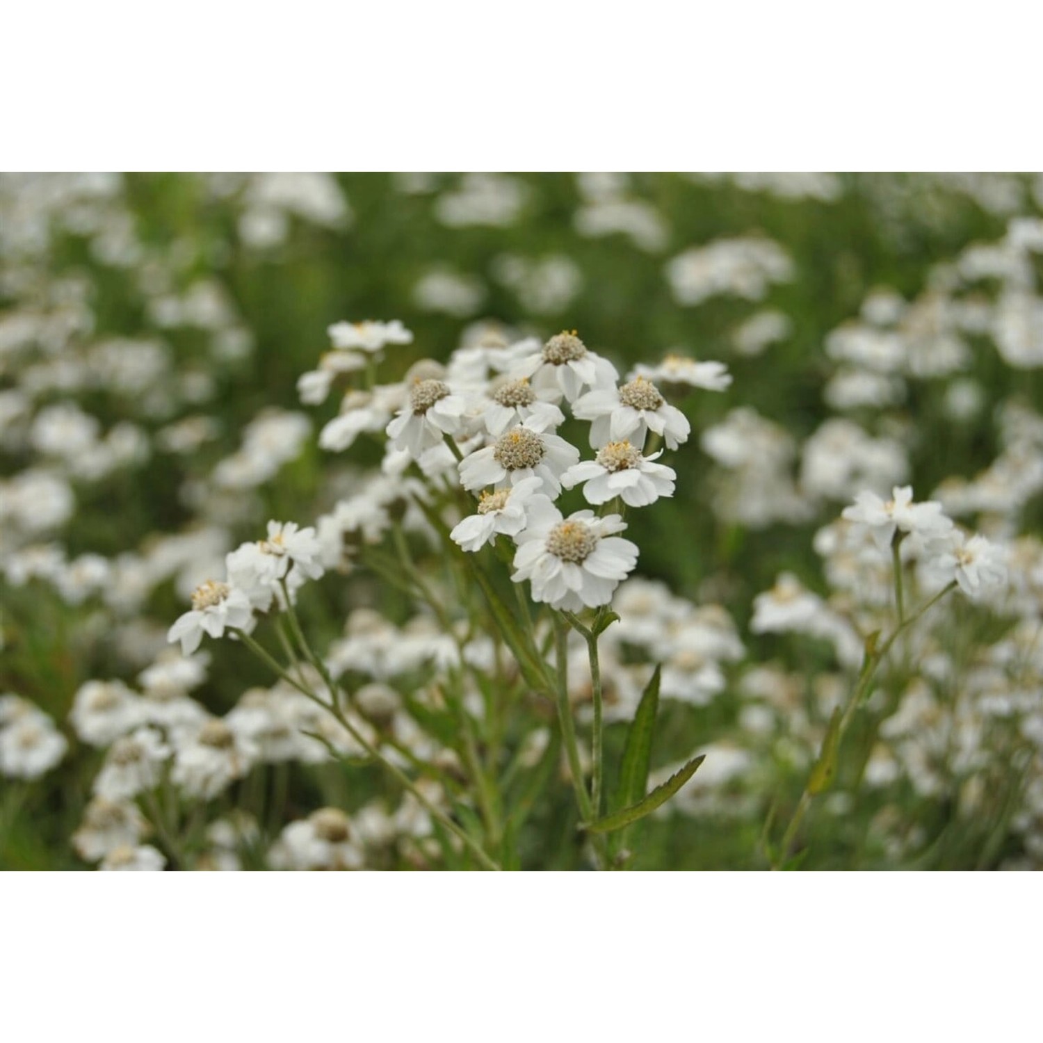 Achillea Ptarmica Sumpfgarbe Ca. 9x9 cm Topf günstig online kaufen