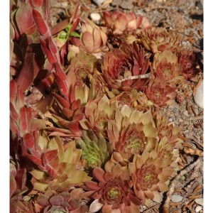 Dachwurz Pilatus, eine rot-grüne Staude im Beet. Sempervivum cultorum.