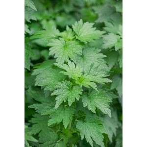 Herzgespann (Leonurus cardiaca) Staude mit grünen Blättern im 9x9 cm Topf.