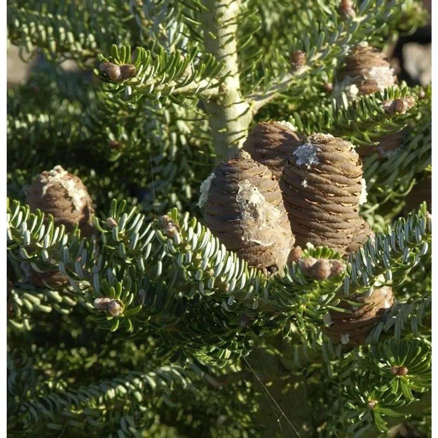Koreatanne Silberlocke 40-50cm - Abies koreana