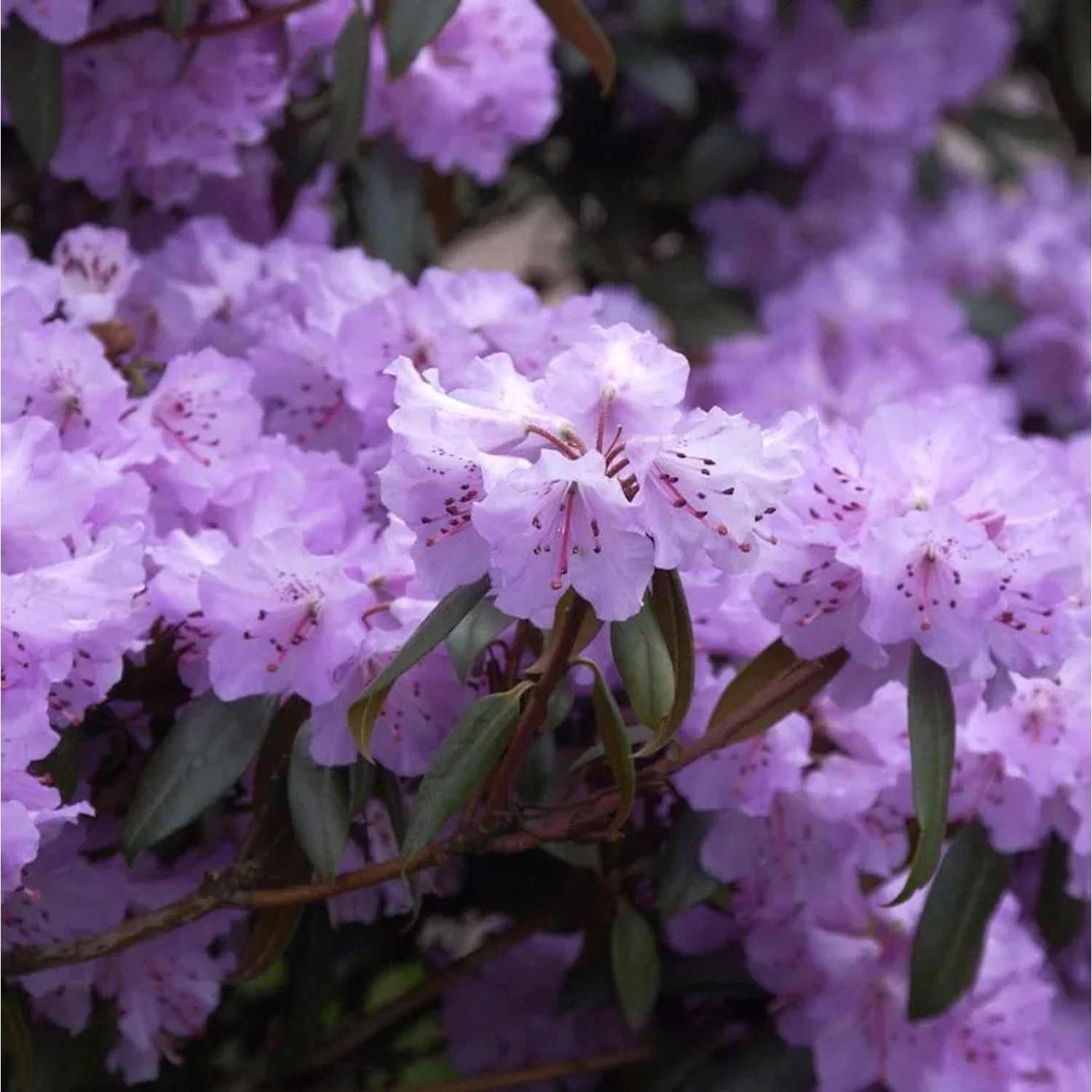 Immergrüne Wildart Rhododendron rubiginosum 30-40cm - Rhododendron rubiginosum