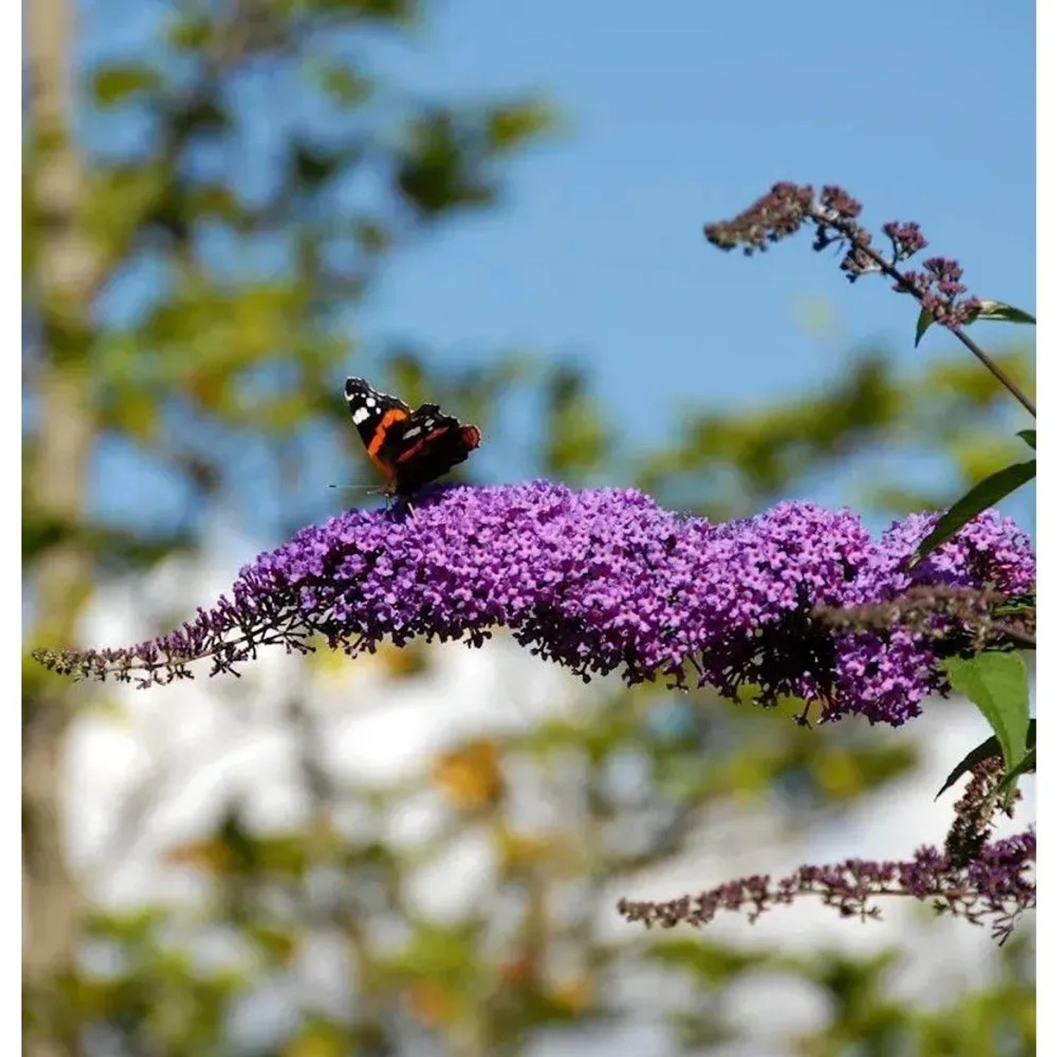 Sommerflieder Fascination 60-80cm - Buddleja