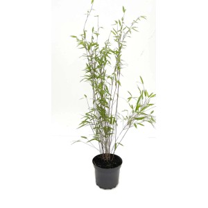 Bambusbörse Bambus Fargesia Nitida Black Pearl 3 Liter Höhe 60 - 80 cm