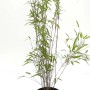 Bambusbörse Bambus Fargesia Nitida Black Pearl 3 Liter  Höhe 60 - 80 cm