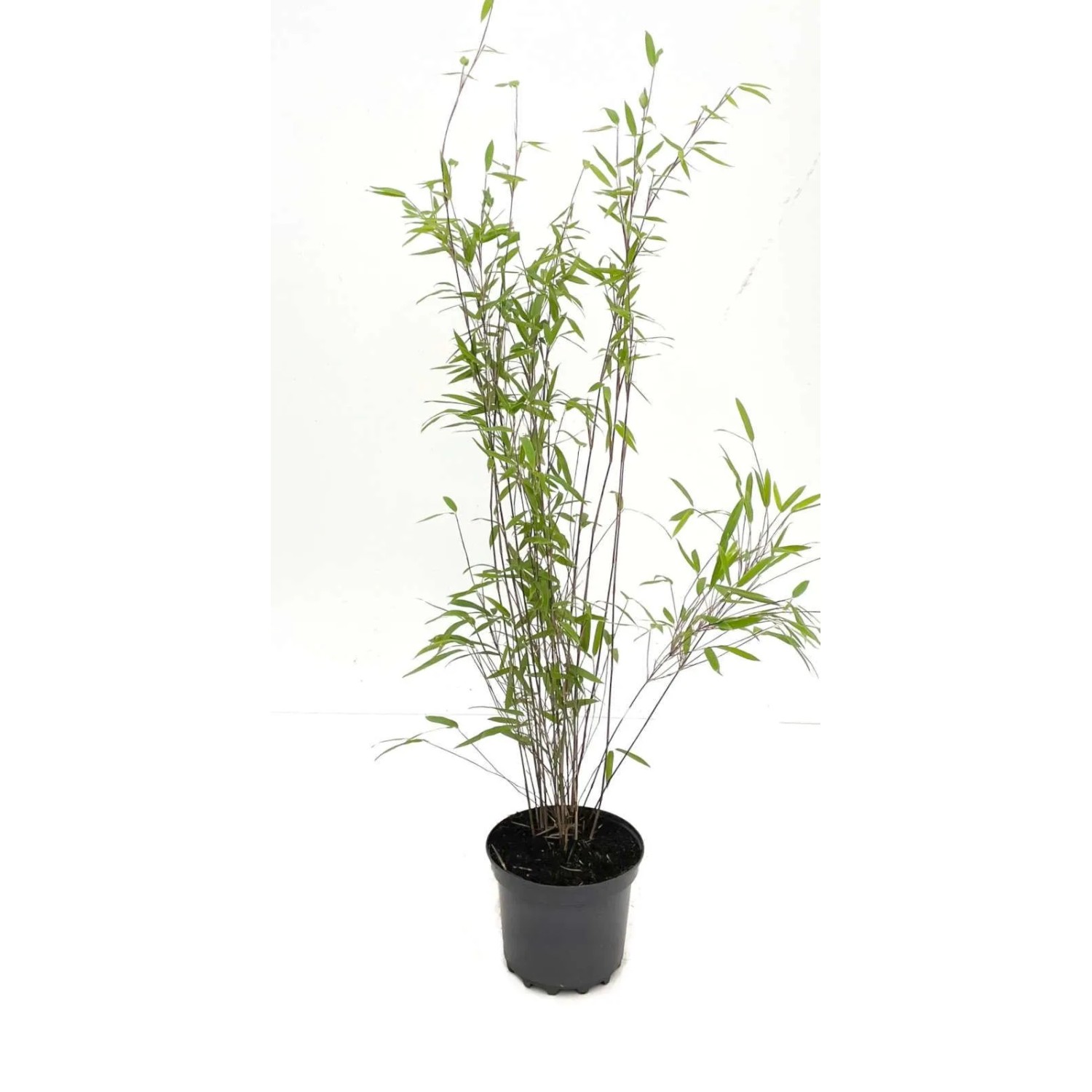 Bambusbörse Bambus Fargesia Nitida Black Pearl 3 Liter  Höhe 60 - 80 cm