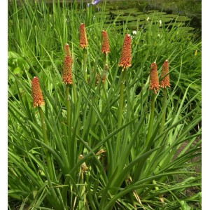 Grasartige Fackellilie St Gallen (Kniphofia galpinii) mit orangeroten Blüten im Garten.