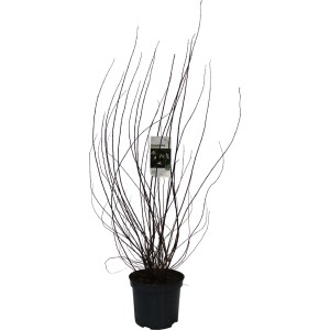 GROW by OBI Lemoines Pfeifenstrauch Erectus im Topf, ca. 80-100 cm hoch.