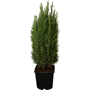 Kegelzypresse 'Ellwoodii Silberblau' im Topf, ca. 10-20 cm hoch. Immergrünes Formgehölz für Garten & Kübel.