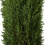 Kegelzypresse 'Ellwoodii Silberblau' im Topf, ca. 10-20 cm hoch. Immergrünes Formgehölz für Garten & Kübel.