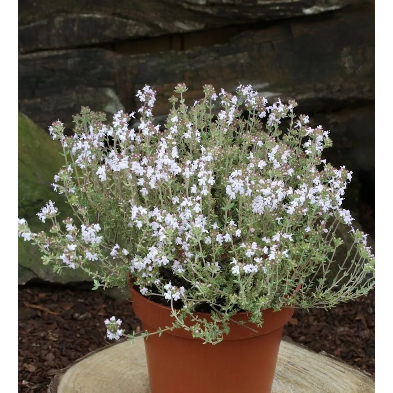 Echter Zitronen Thymian Orange Scent - Thymus citriodorus