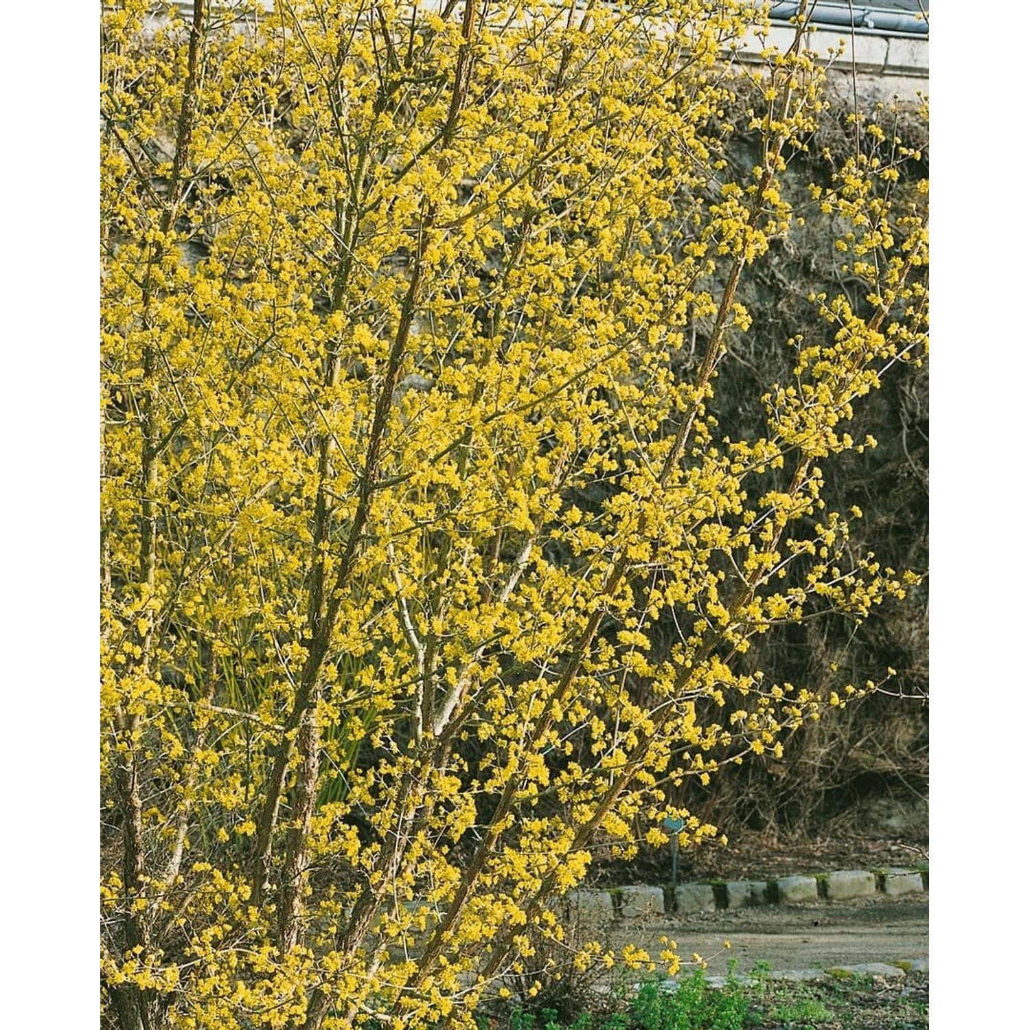 Cornus Officinalis Japanischer Hartriegel 60–100 cm Gelbe Blüten günstig online kaufen