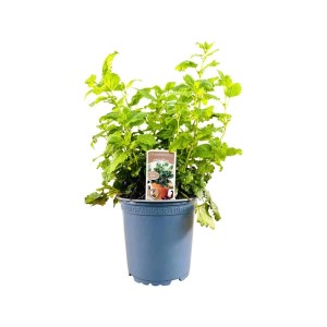 Zitronenmelisse (Melissa officinalis) im Topf, grüne Blätter. Ideal für Kräutergarten und Balkon.