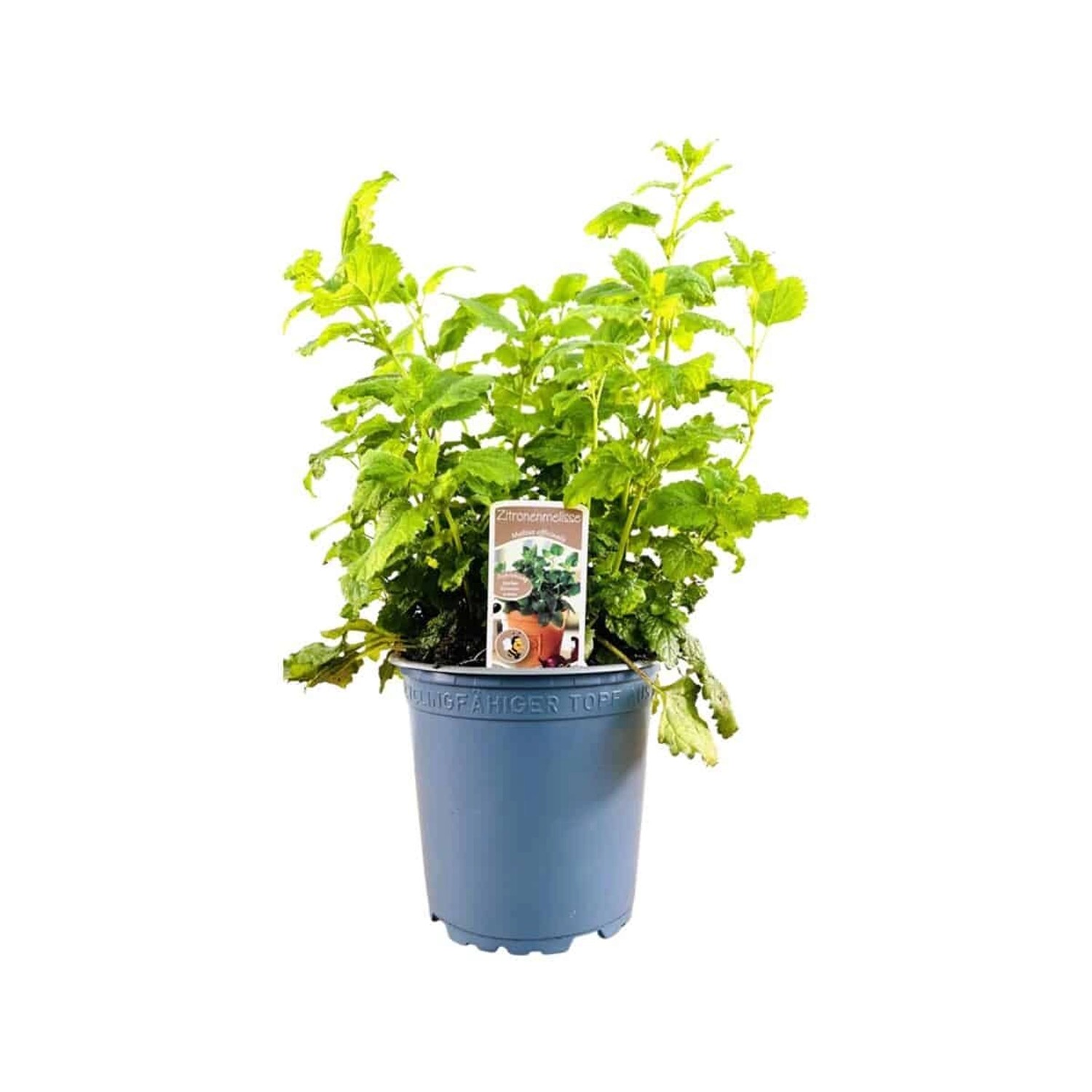 Melissa Officinalis Zitronenmelisse Ca. 11x11 cm Topf günstig online kaufen