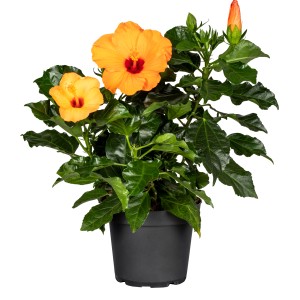 Roseneibisch Premium im Topf mit orangefarbenen Blüten. Hibiskus für Garten und Kübel.
