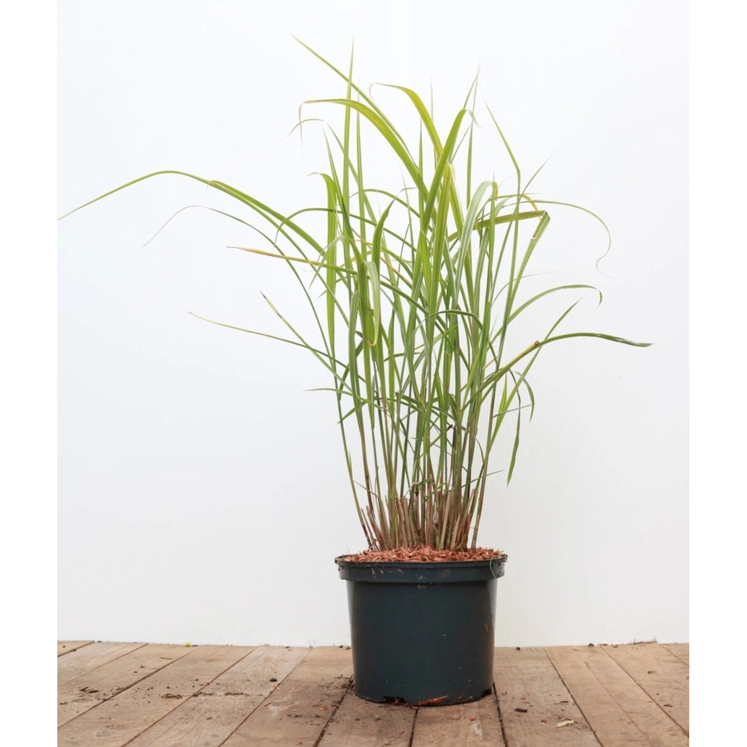Miscanthus Sinensis Variegatus Chinaschilf Gestreift 3-5 Liter Container günstig online kaufen