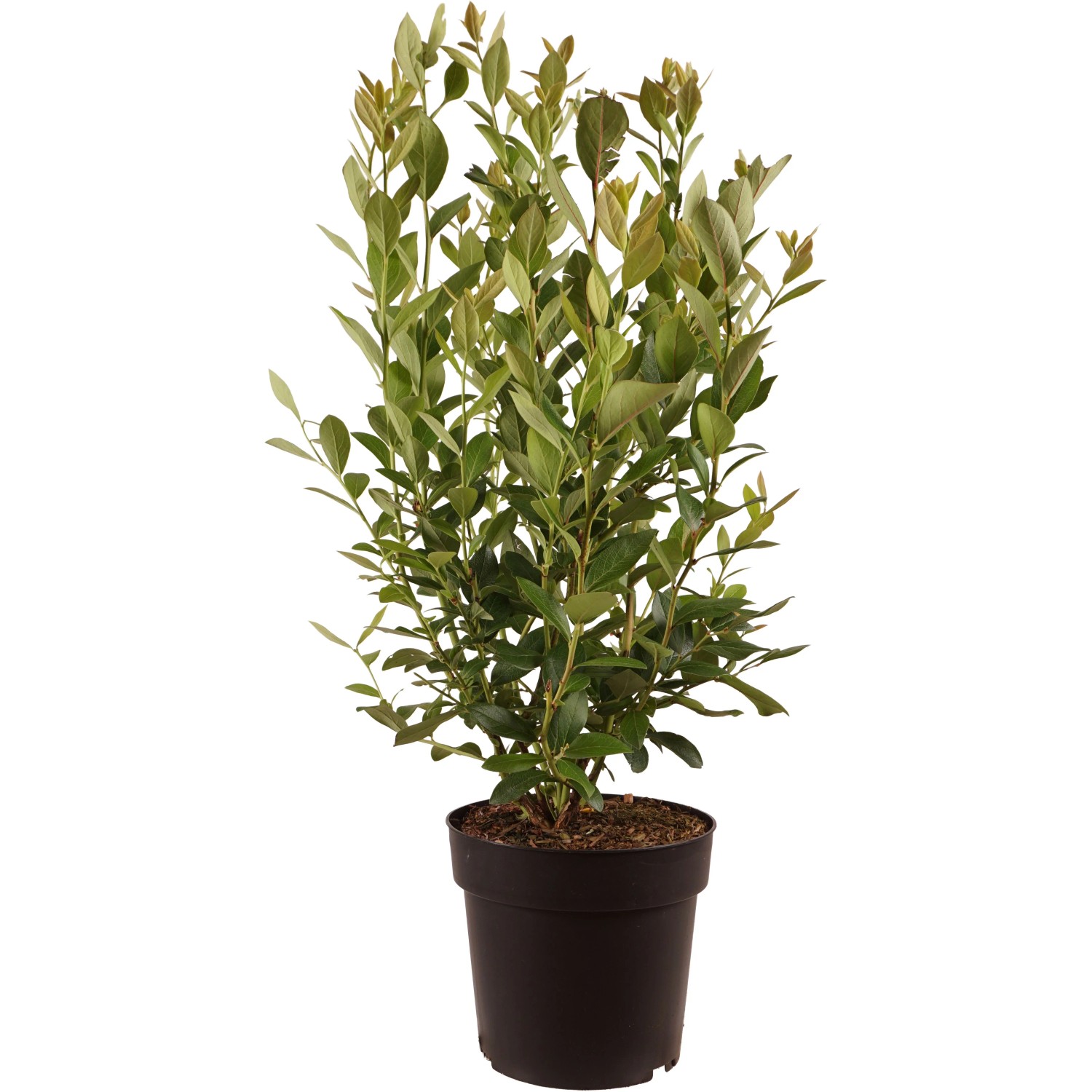 Heidelbeere "'Heerma'-S" Höhe ca. 50 cm Topf ca. 6 l Vaccinium corymb.