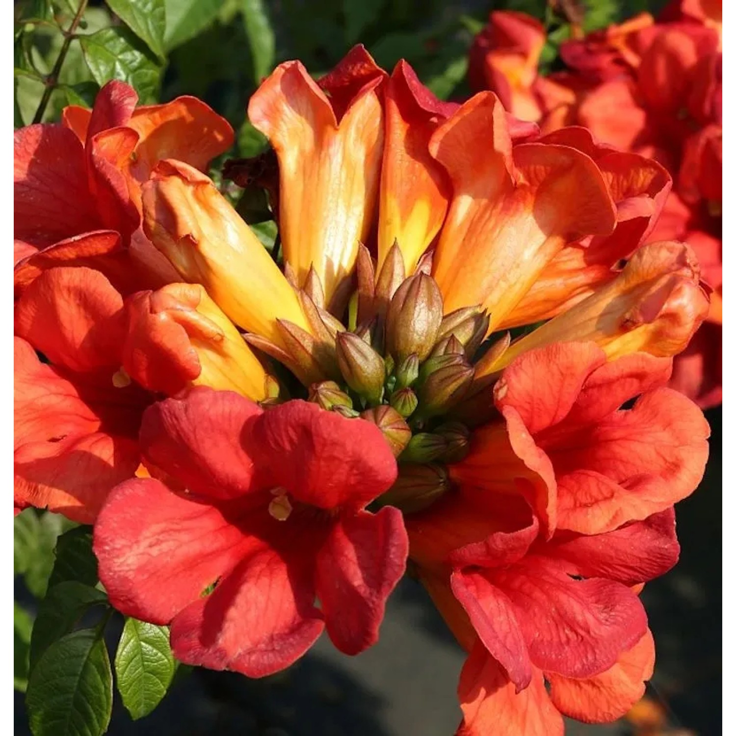 Große Klettertrompete Fire Trumpet Vine 40-60cm - Campsis tagliabuana