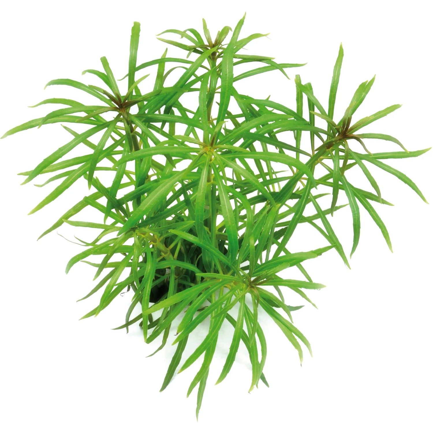 Dennerle Plants Aquariumpflanze Pogostemon Stellatus Spec.