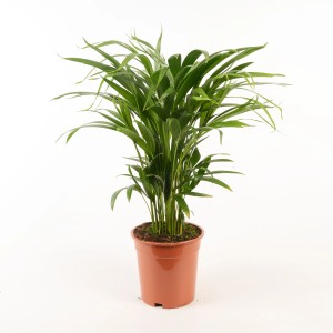 Goldfruchtpalme (Areca) im Topf, eine grüne Zimmerpflanze für ein tropisches Ambiente.