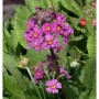 Nahaufnahme einer Etagenprimel (Primula bullesiana) mit lila Blüten und gelber Mitte vor grünem Laub.