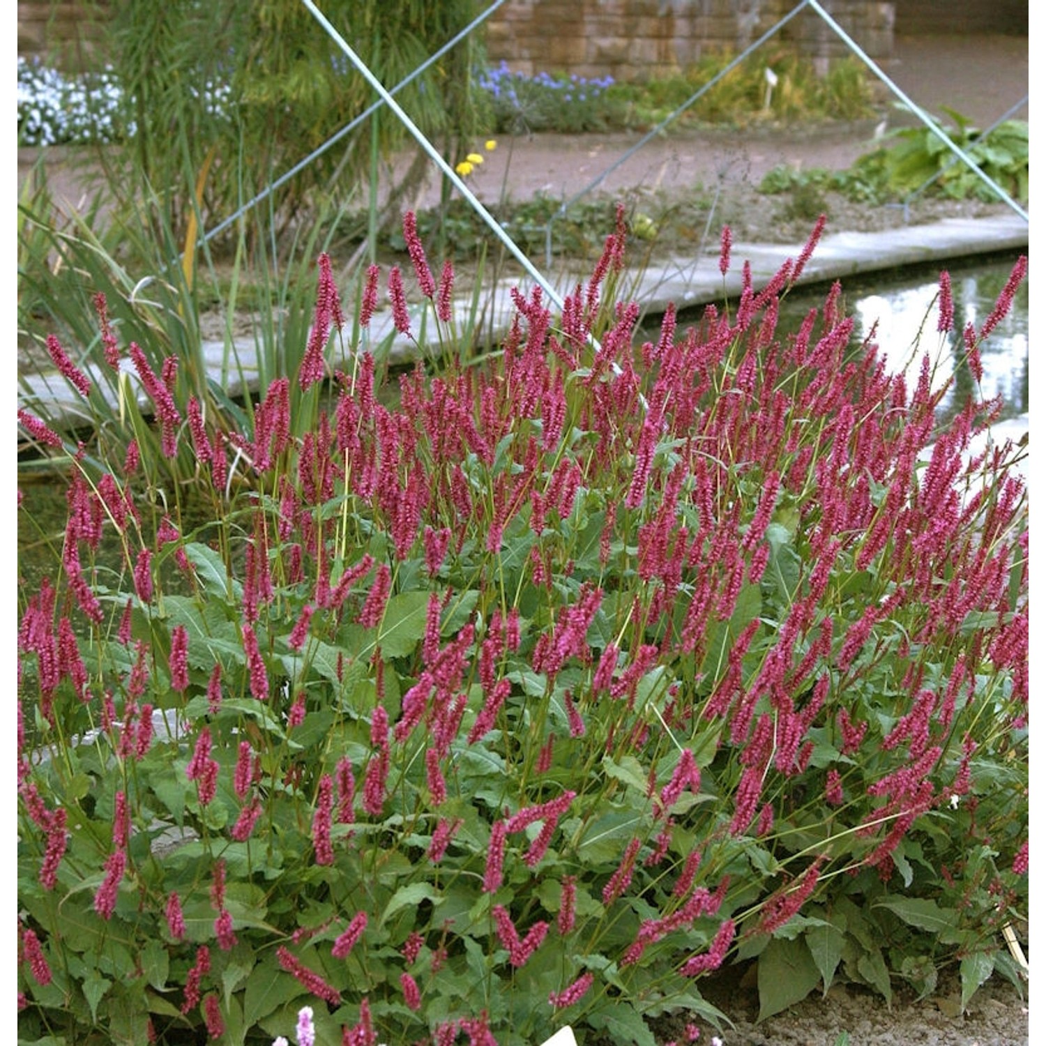 Kerzenknöterich J S Delgado Macho - Persicaria amplexicaulis günstig online kaufen