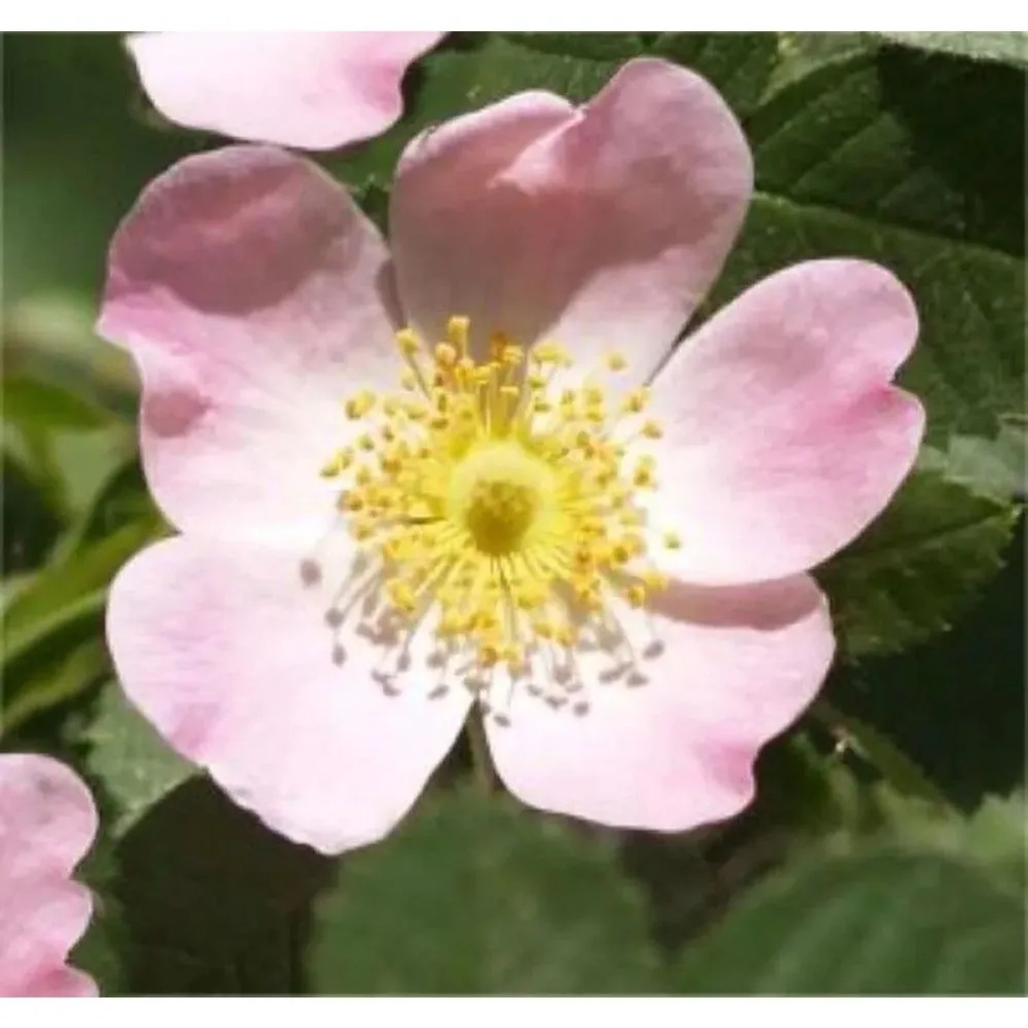 Schottische Zaunrose Weinrose 40-60cm - Rosa rubiginosa
