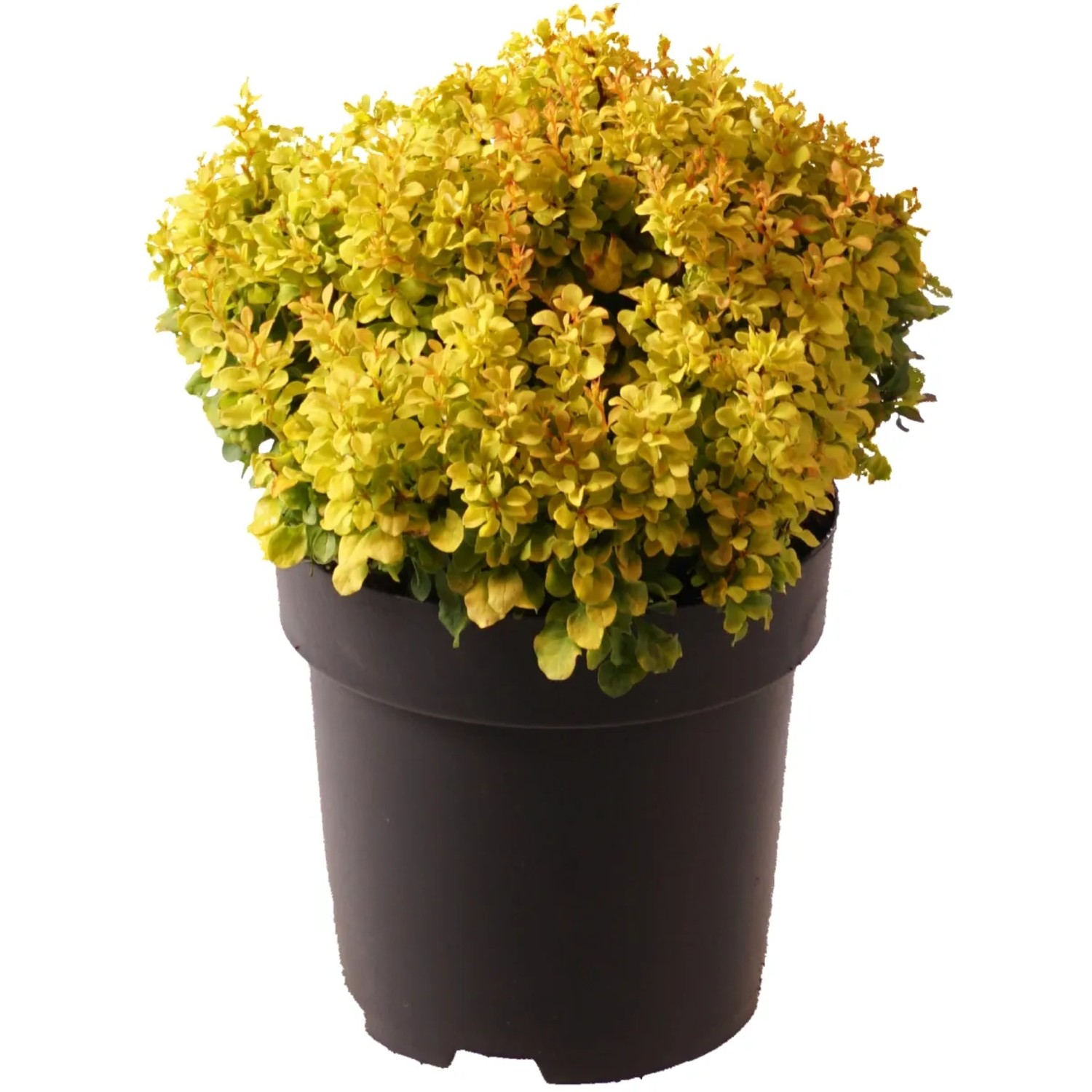 Thunberg-Berberitze "Golden Nugget" Höhe ca. 20 cm Topf ca. 2,8 l Berberis