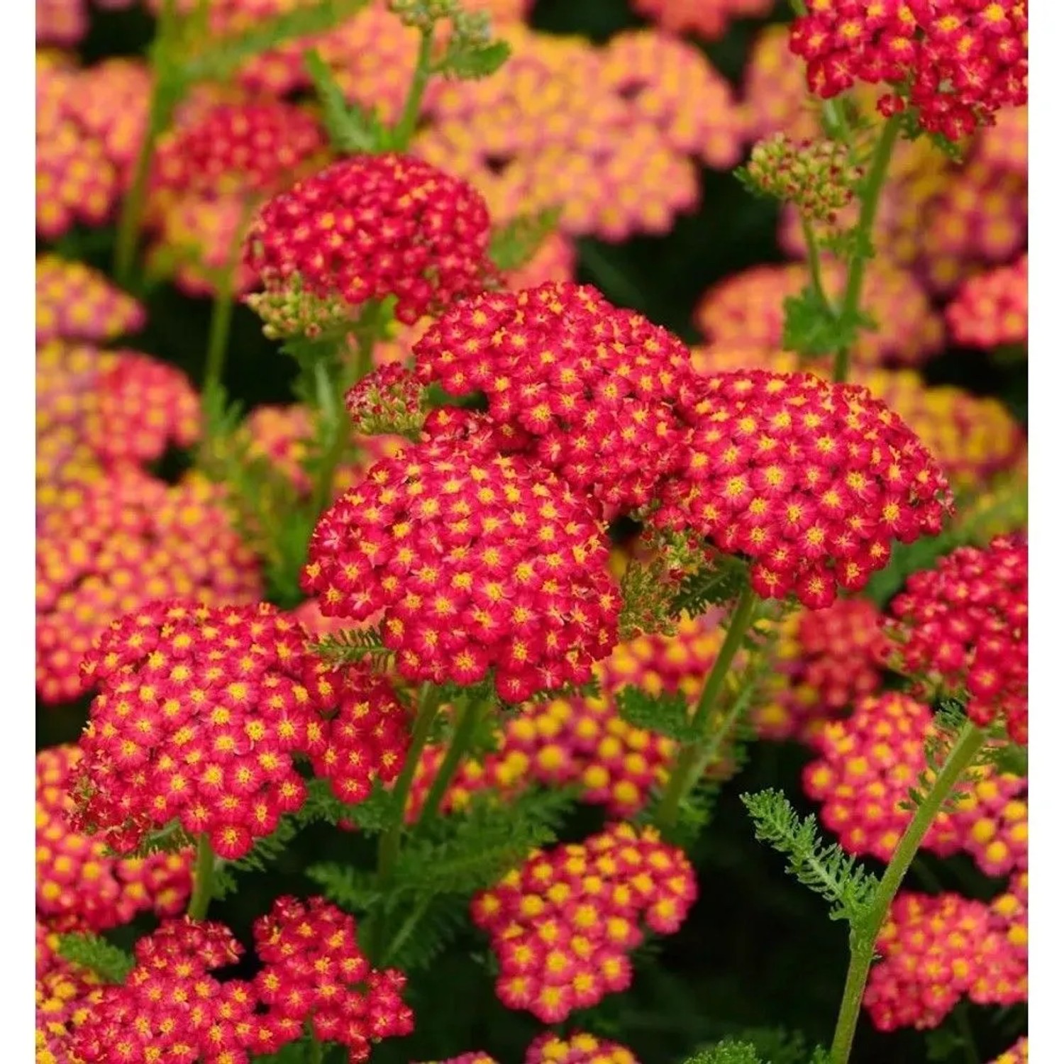 Schafgarbe Red Velvet - Achillea millefolium