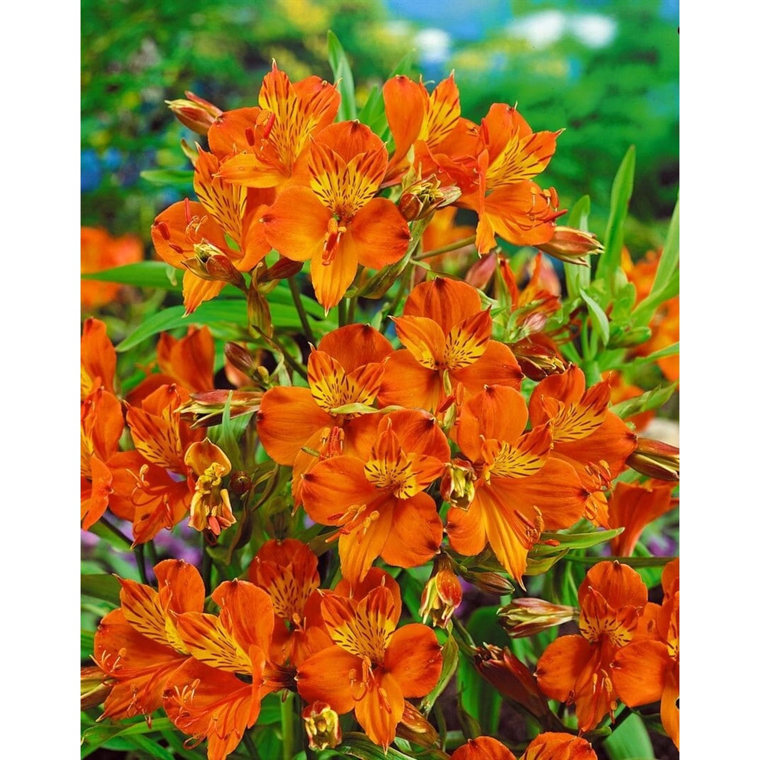 Alstroemeria Aurea Inkalilie Orange King Ca. 11x11 cm Topf günstig online kaufen