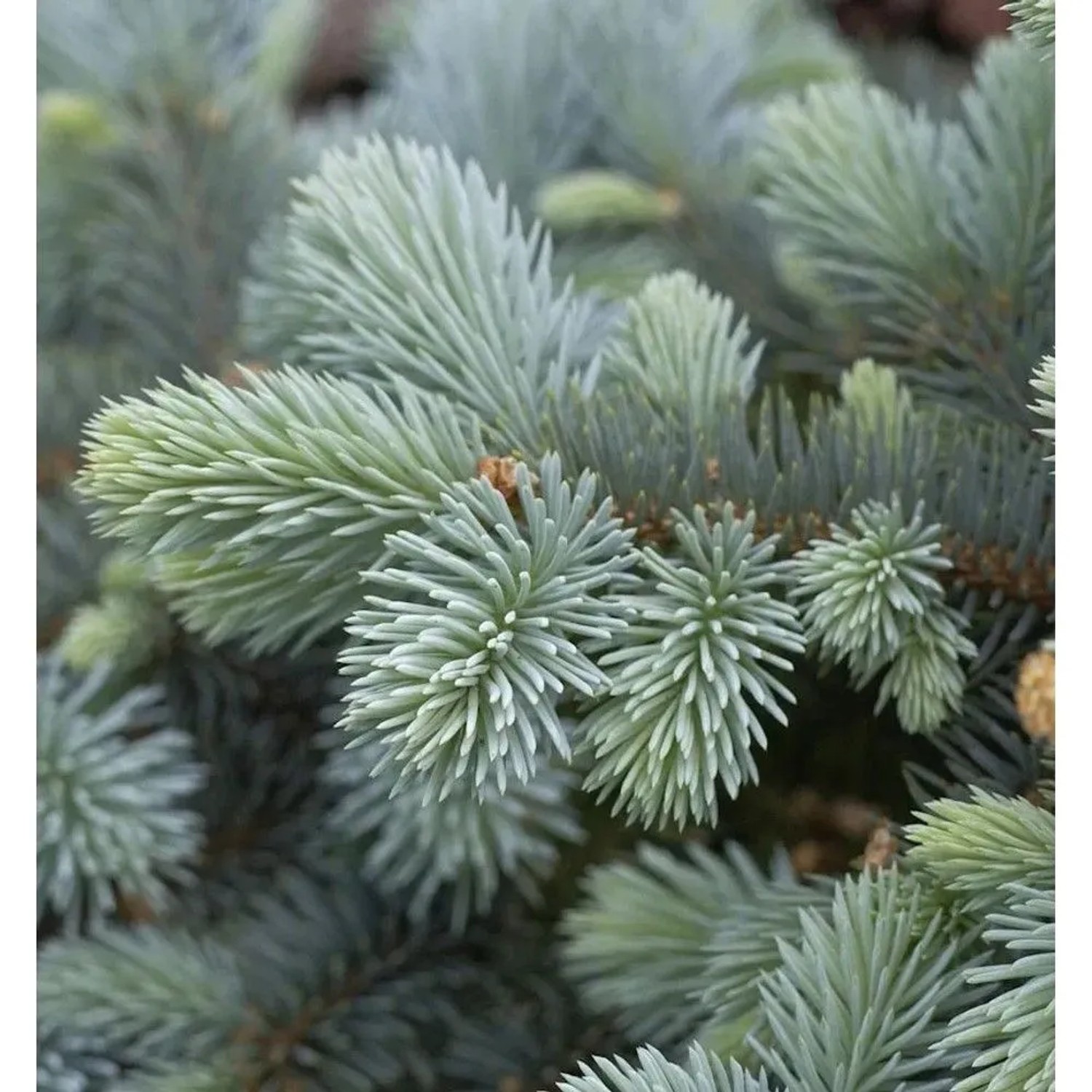 Hochstamm Zwergblaufichte 40-60cm - Picea pungens